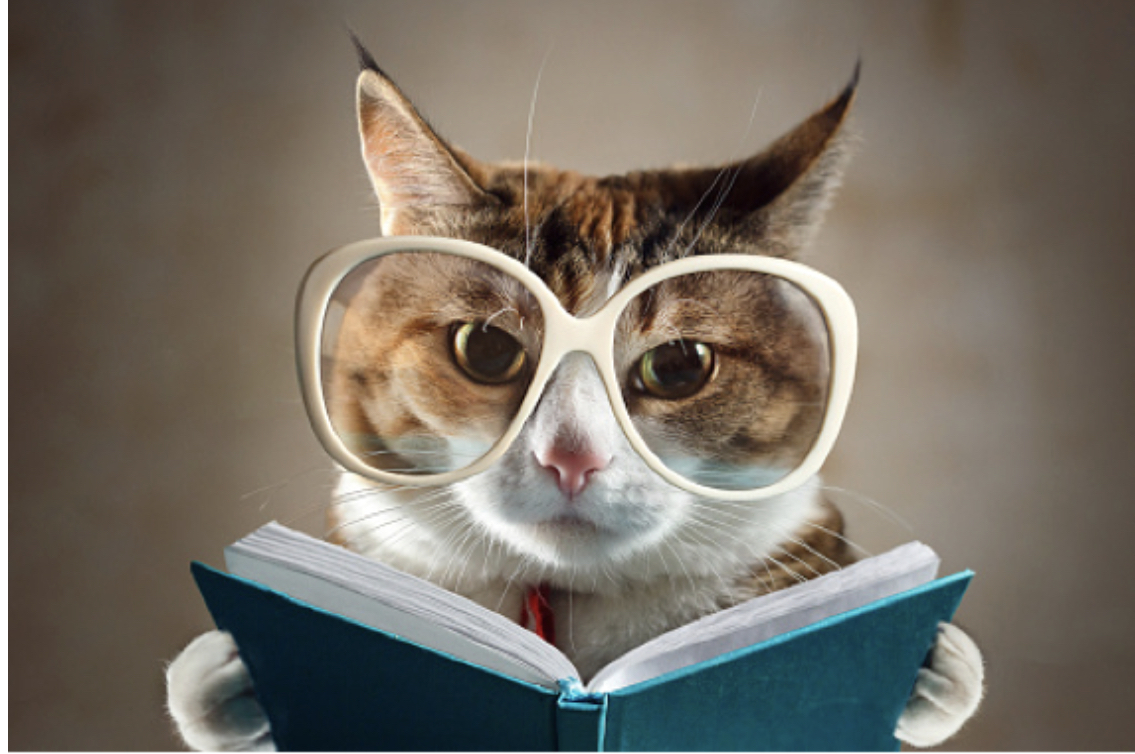 Pet reading product image